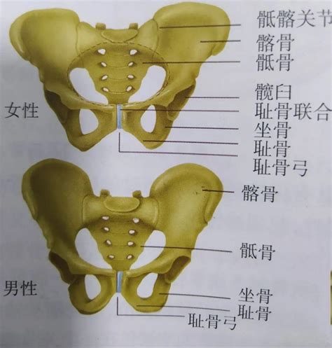 屁股位置|骨盆解剖：骶骨、尾骨、髂骨、坐骨、耻骨